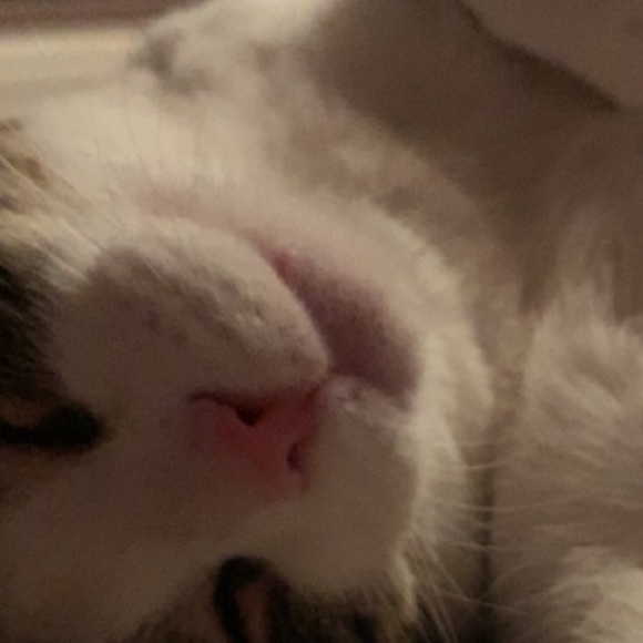 Meet your Posher, Chloe - Picture 1 of 1